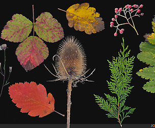 50 free foliage textures