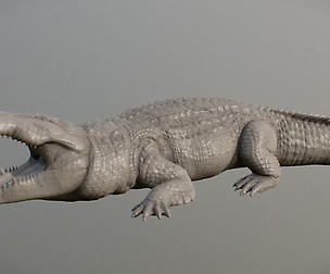 Nile Crocodile