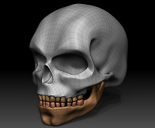 3D Skull