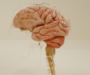3d brain cranial nerve spinal nerve