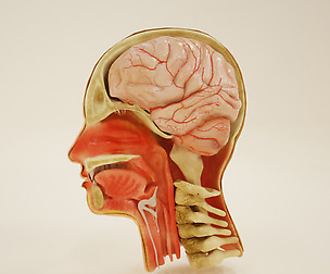 3d sagittal section of head
