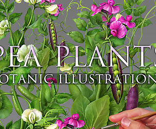 Pea Plants. Botanic Illustrations