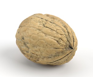 Photorealistic Walnut 01