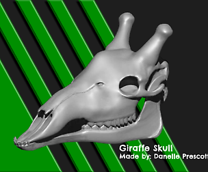 Giraffe Skull [For 3D Print]