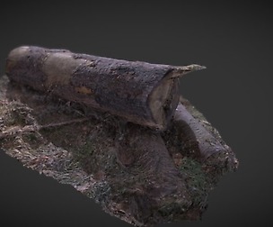 Woodtrunk 3d Scanned (10k)