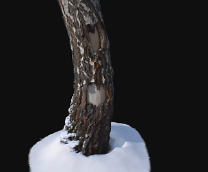 Photoscan Birch trunk with snow 1 VR