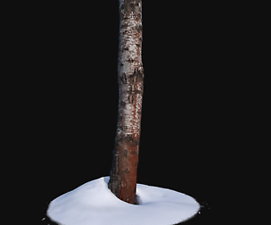 Photoscan Birch trunk with snow 2 VR