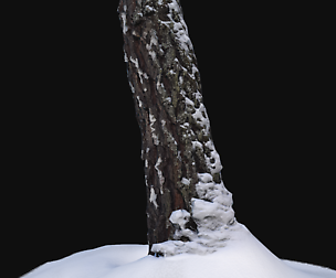 Photoscan Birch trunk with snow 3 VR