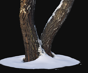 Photoscan Birch trunk with snow 4 VR