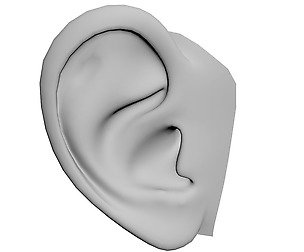 Human ear