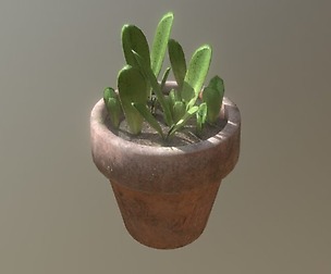 Lettuce Sprouts in a Pot