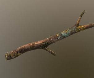 Dry Foest Branch with Lichen and Moss
