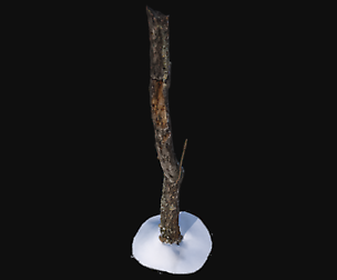 Broken birch trunk with snow 1 VR