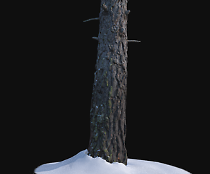 Pine trunk with snow 2 VR