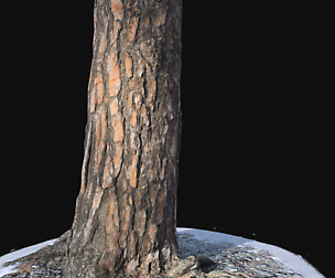 Pine trunk with snow 3 VR