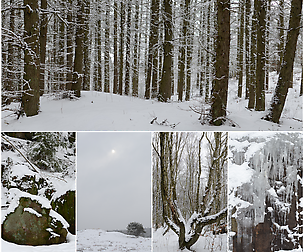 Nordic Winter Forest - PHOTO PACK