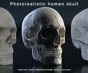 Human skull photorealistic