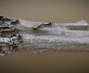 Dead Tree Trunk