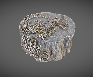 Stump