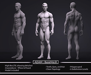 Male BaseMesh - Adam - ZTool