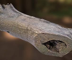 Log