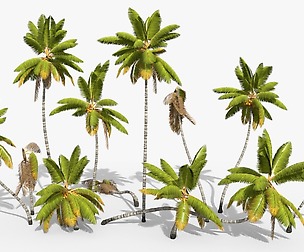 Coconut Palm Trees Asset 1