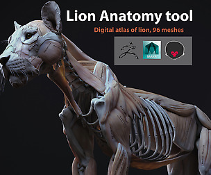 Lion Anatomy