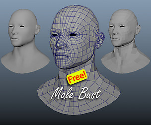 Male Bust