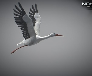 Animated Stork