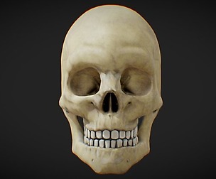 Anatomical Human Male Skull (Low Poly)