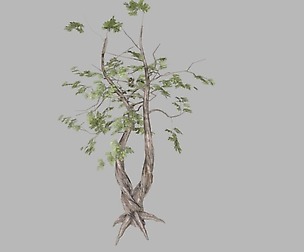 Wood Texture | Cypress Bark
