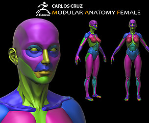 Modular Female Anatomy.