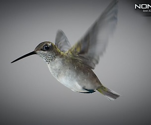Animated Hummingbird