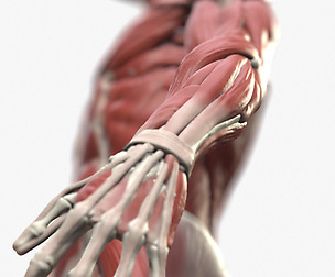 Ecorche: Male Anatomical Reference