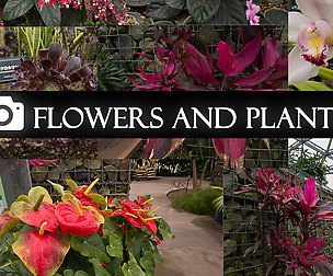 Flowers and plants - Photo pack