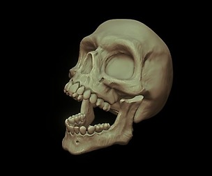 Skull
