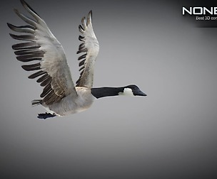 Animated Canada Goose