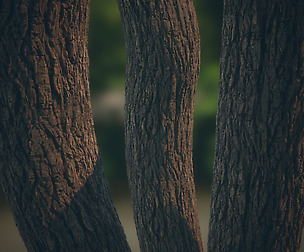 Bark Material