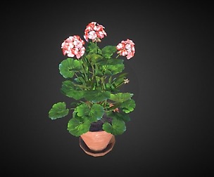 Geranium Flower