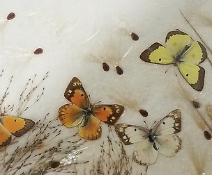 butterflies