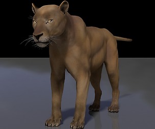 Lion Maya Rig