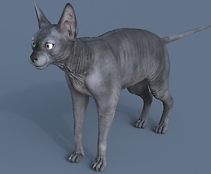 Sphynx Cat Maya Rig