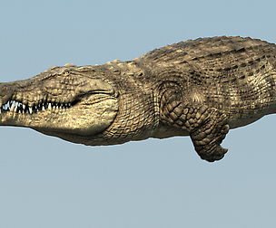 Crocodile Maya Rig