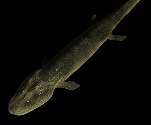 Tiktaalik Roseae Maya Rig