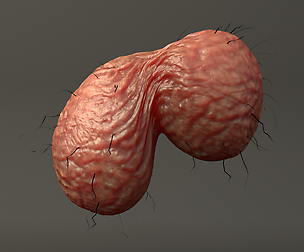 Two Balls Maya Rig (18+)