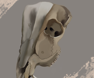 Deer Skull