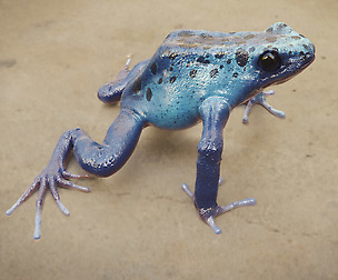 Dart Frog