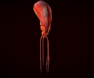 Nautilus