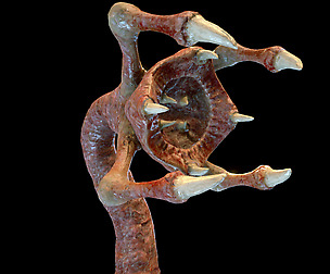 Meat Clawed Worm