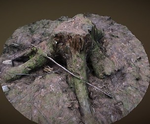 3d Scanned Treestump. ONLY 5K POLYS